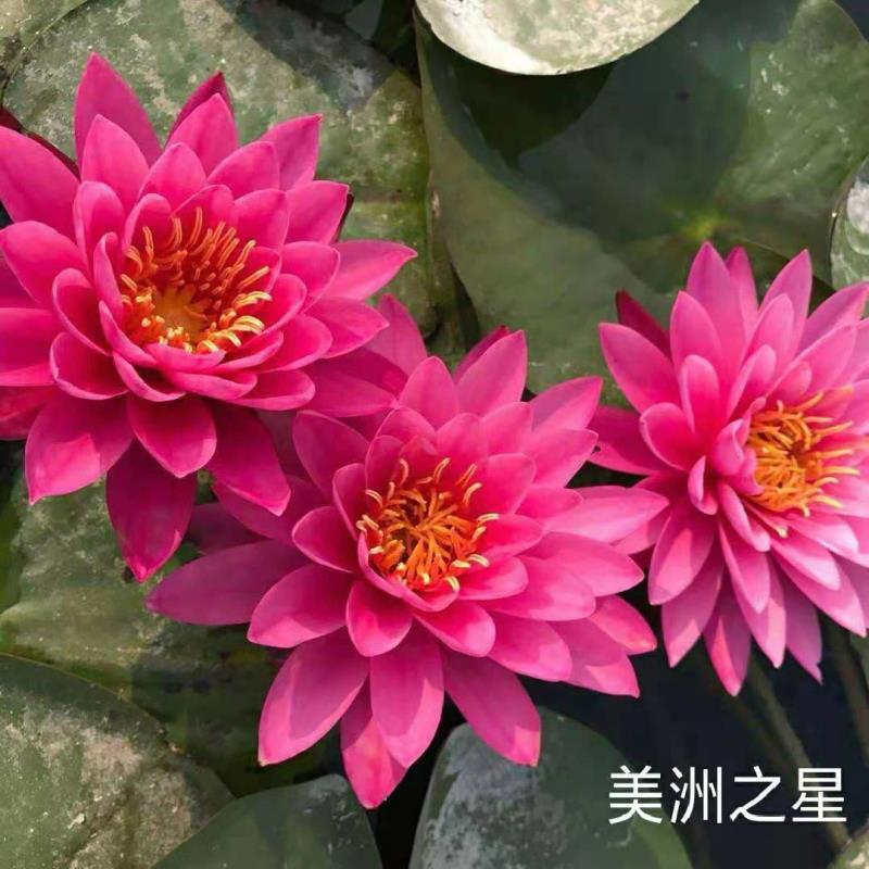 [精选]水生植物睡莲苗颜色各异当年开花，产地直发