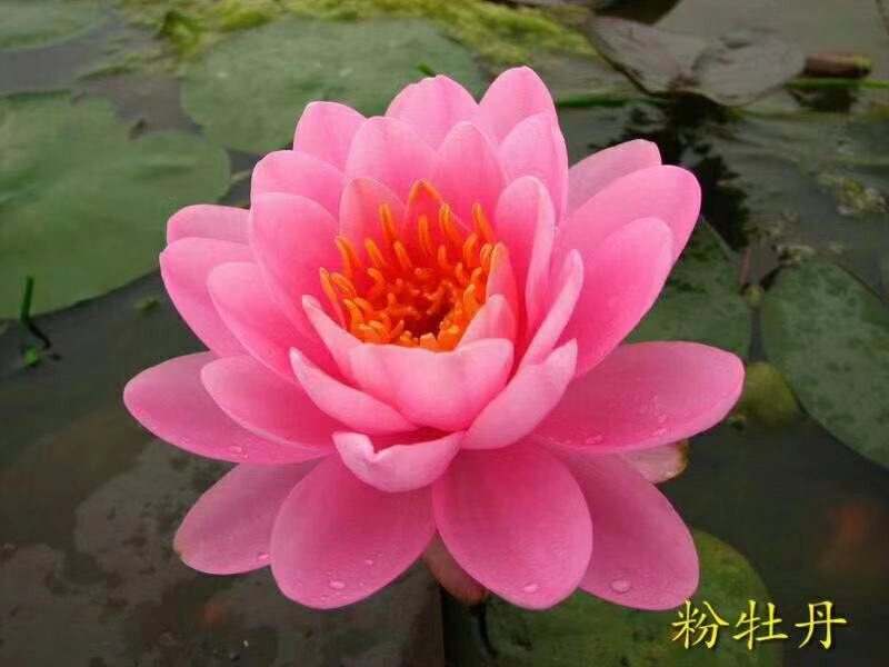 [精选]水生植物睡莲苗颜色各异当年开花，产地直发