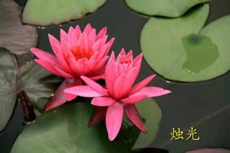 [精选]水生植物睡莲苗颜色各异当年开花，产地直发
