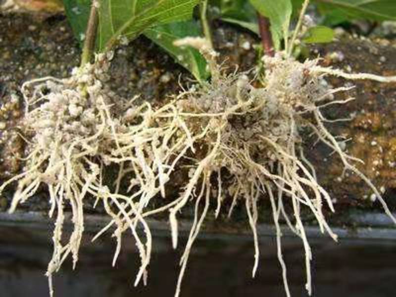 微生物菌剂浓缩桶肥母料生根壮苗改良土壤降解土壤重金属