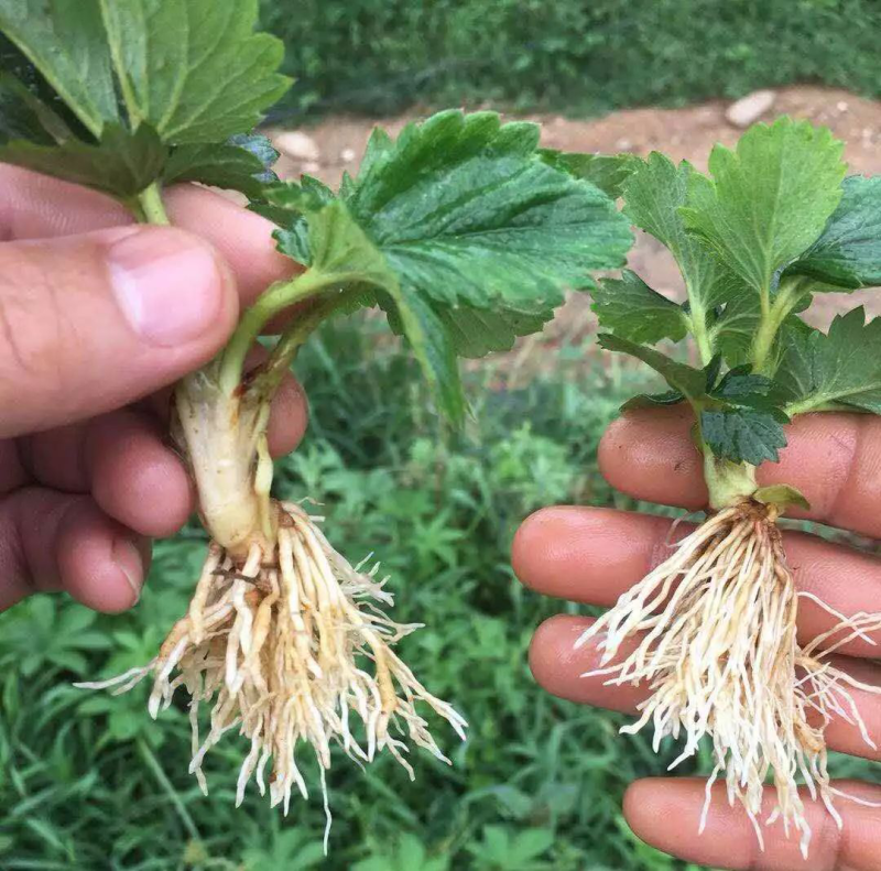 微生物菌剂浓缩桶肥母料生根壮苗改良土壤降解土壤重金属