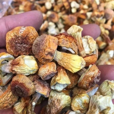 姬松茸干货碎姬松茸姬松茸帽脚云南特产蘑菇食用菌香菇菌