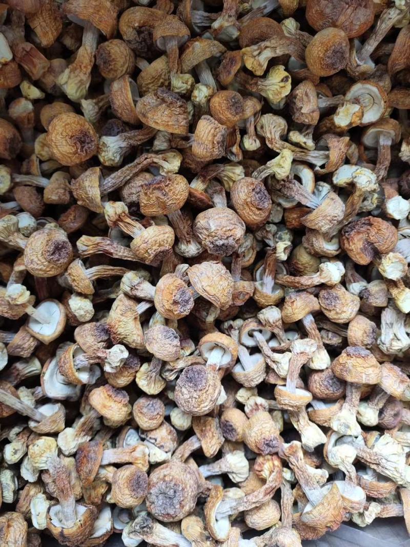姬松茸干货碎姬松茸姬松茸帽脚云南特产蘑菇食用菌香菇菌