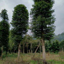 金丝楠木移植种植规格齐全提供技术20-40公分