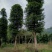 金丝楠木移植种植规格齐全提供技术20-40公分