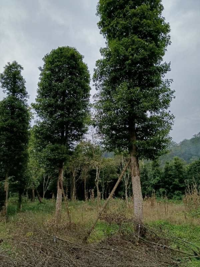 金丝楠木移植种植规格齐全提供技术20-40公分
