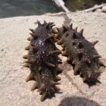 化冻开袋即食海参