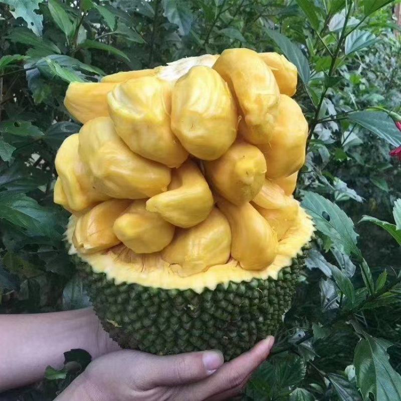 【支持一件代发】海南菠萝蜜，肉粒饱满甜度高，热卖款