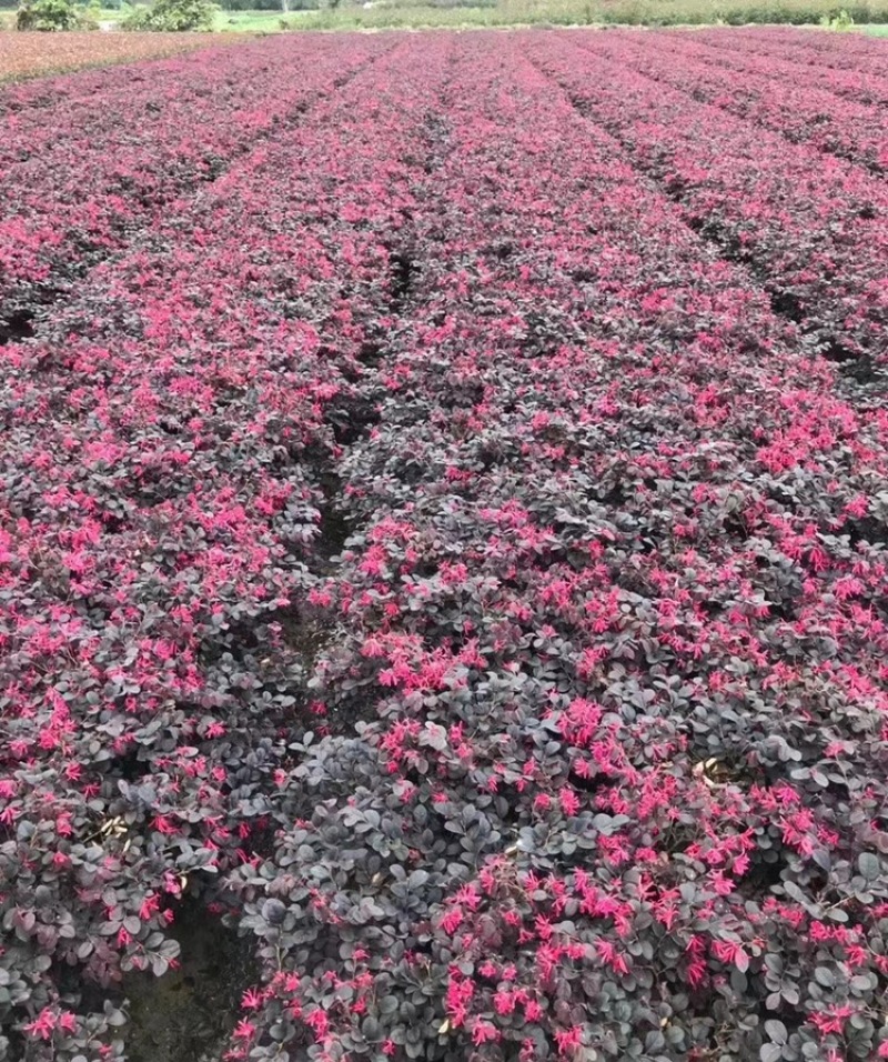 红花继木球，苗