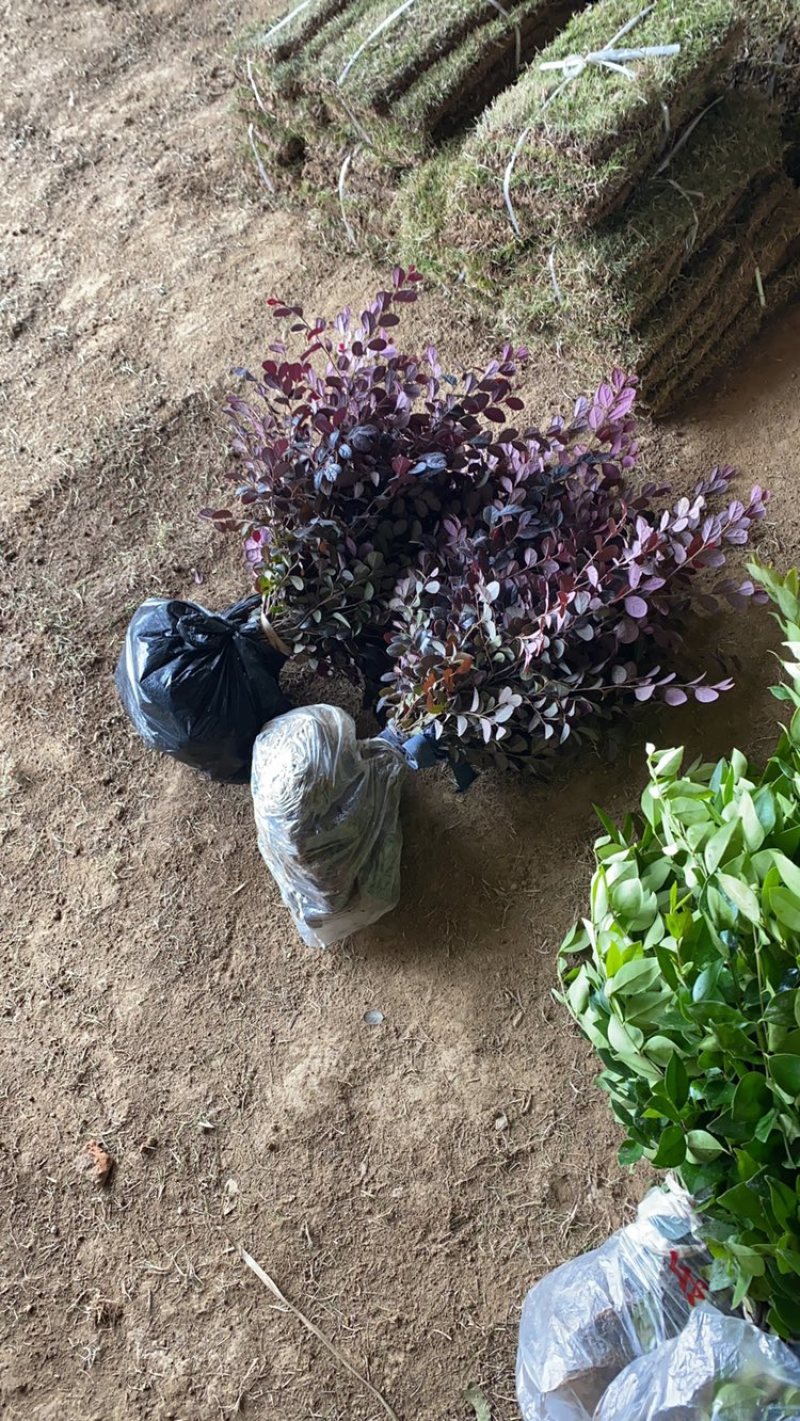 红花继木球，苗