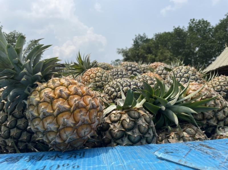 西双版纳凤梨