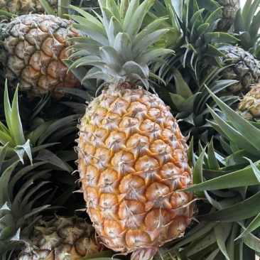西双版纳凤梨