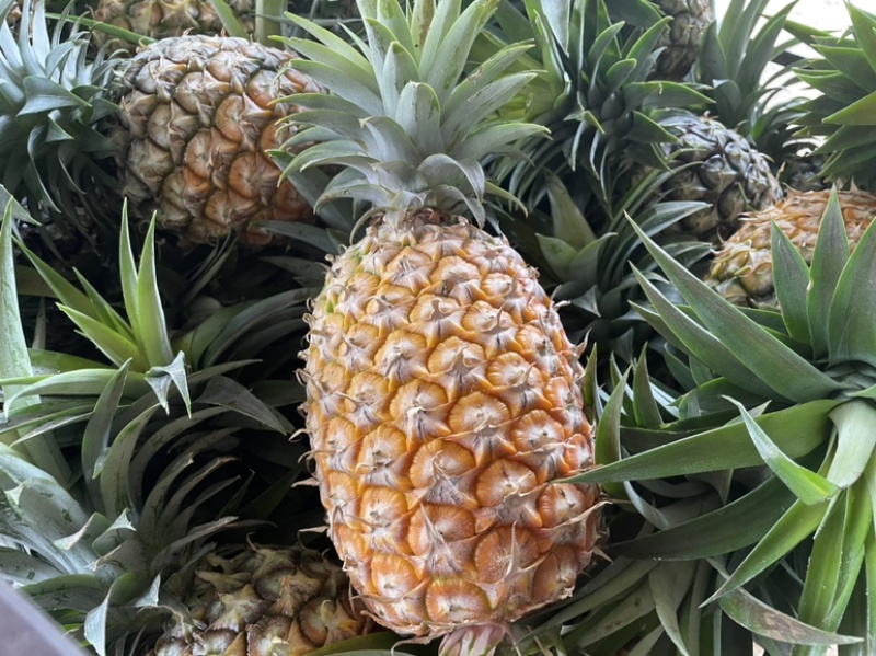 西双版纳凤梨