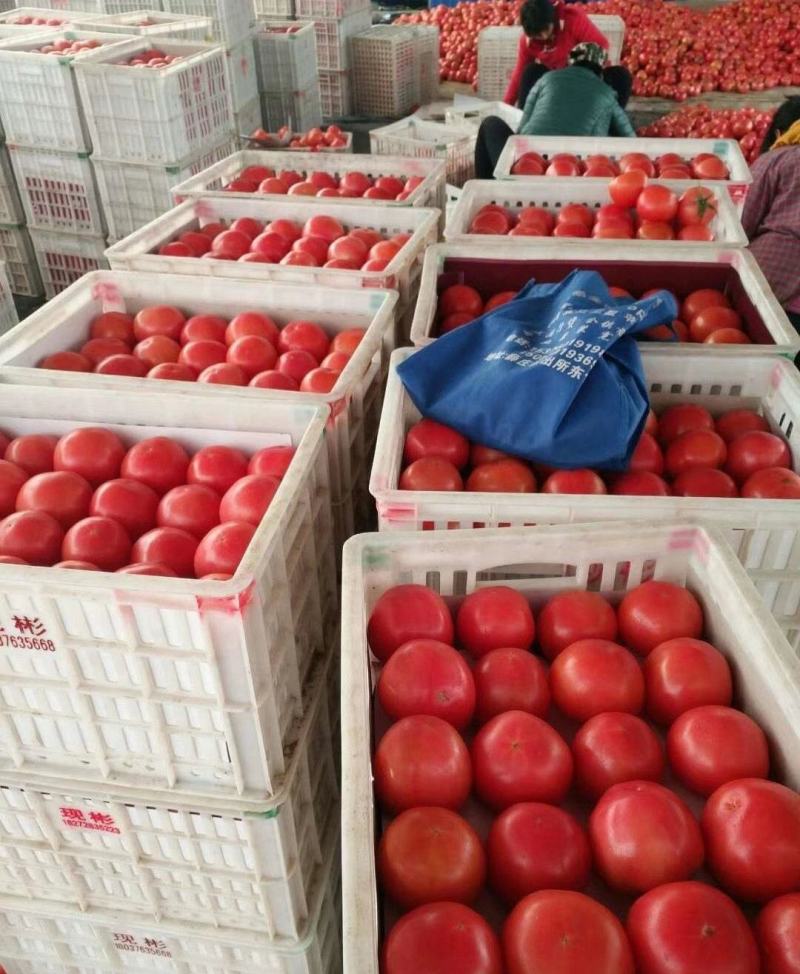 西红柿，大量上市，货源充足，质量保证，全国发货