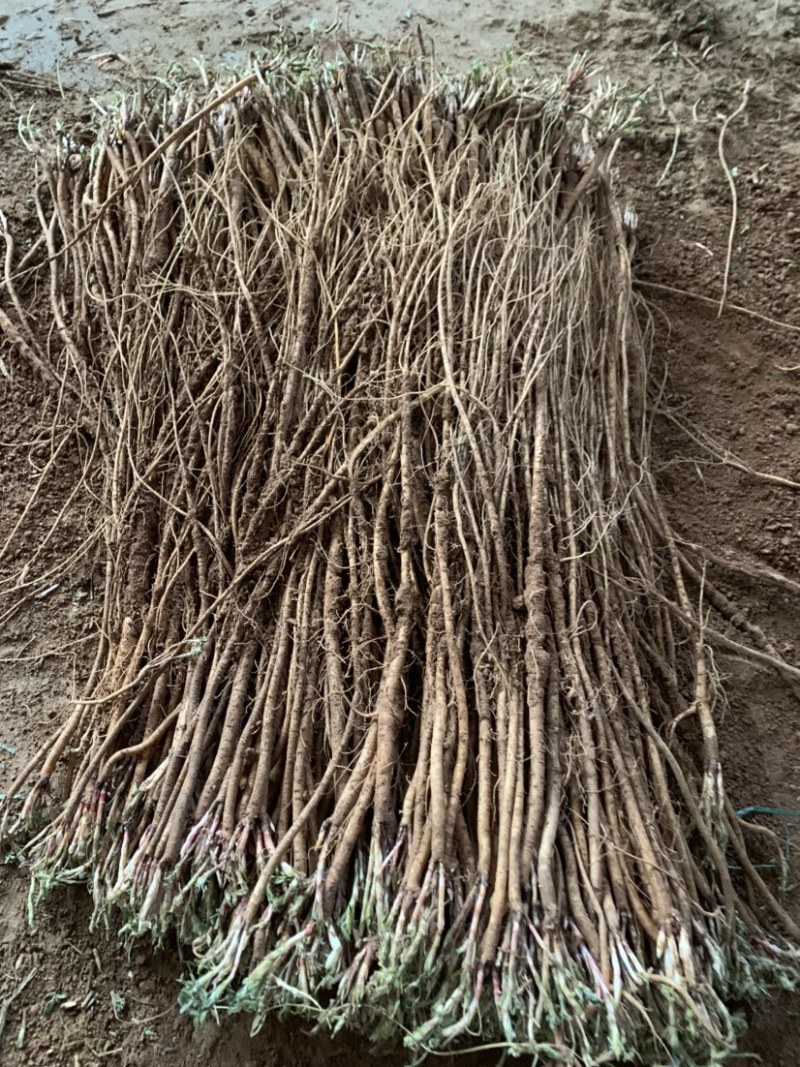 基地直销，精品红芪种苗，包回收，红芪苗子