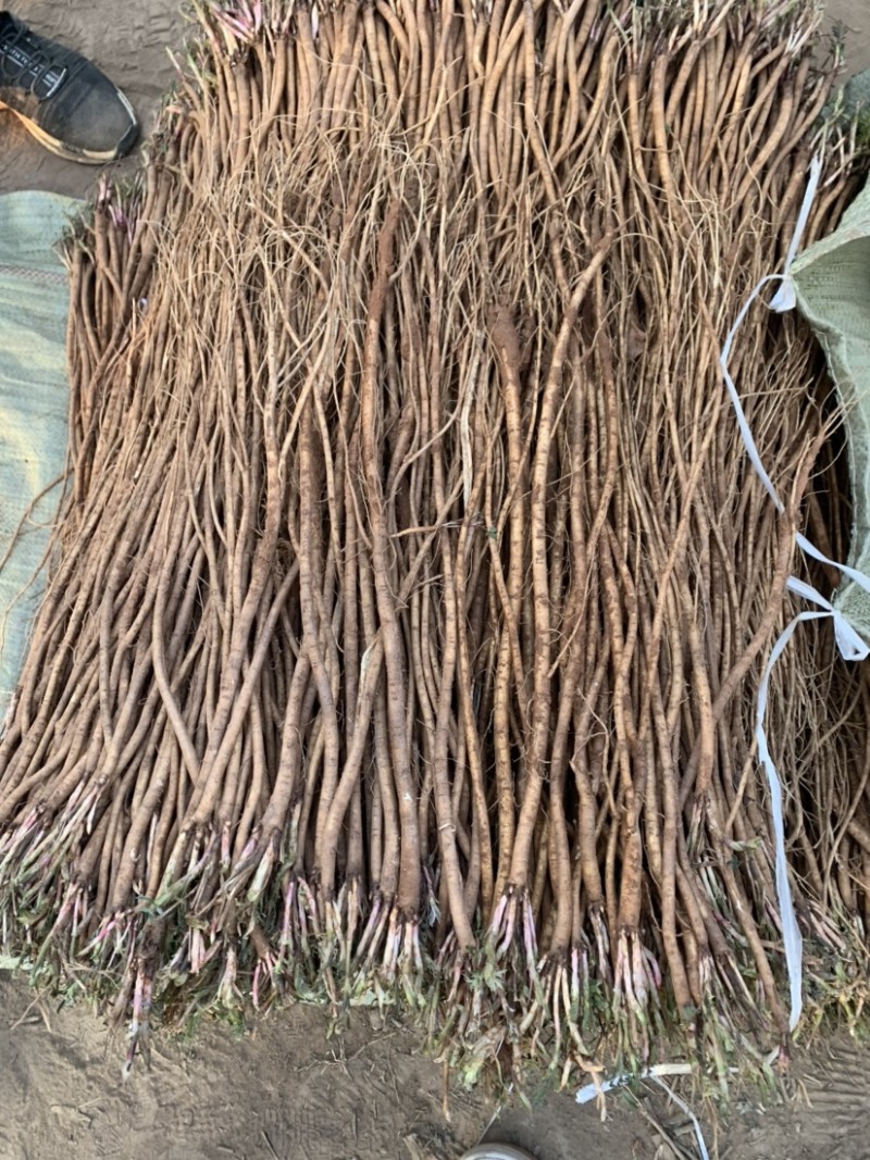 基地直销，精品红芪种苗，包回收，红芪苗子