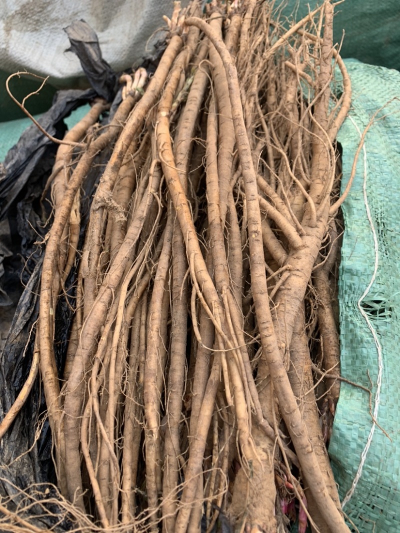 基地直销，精品红芪种苗，包回收，红芪苗子