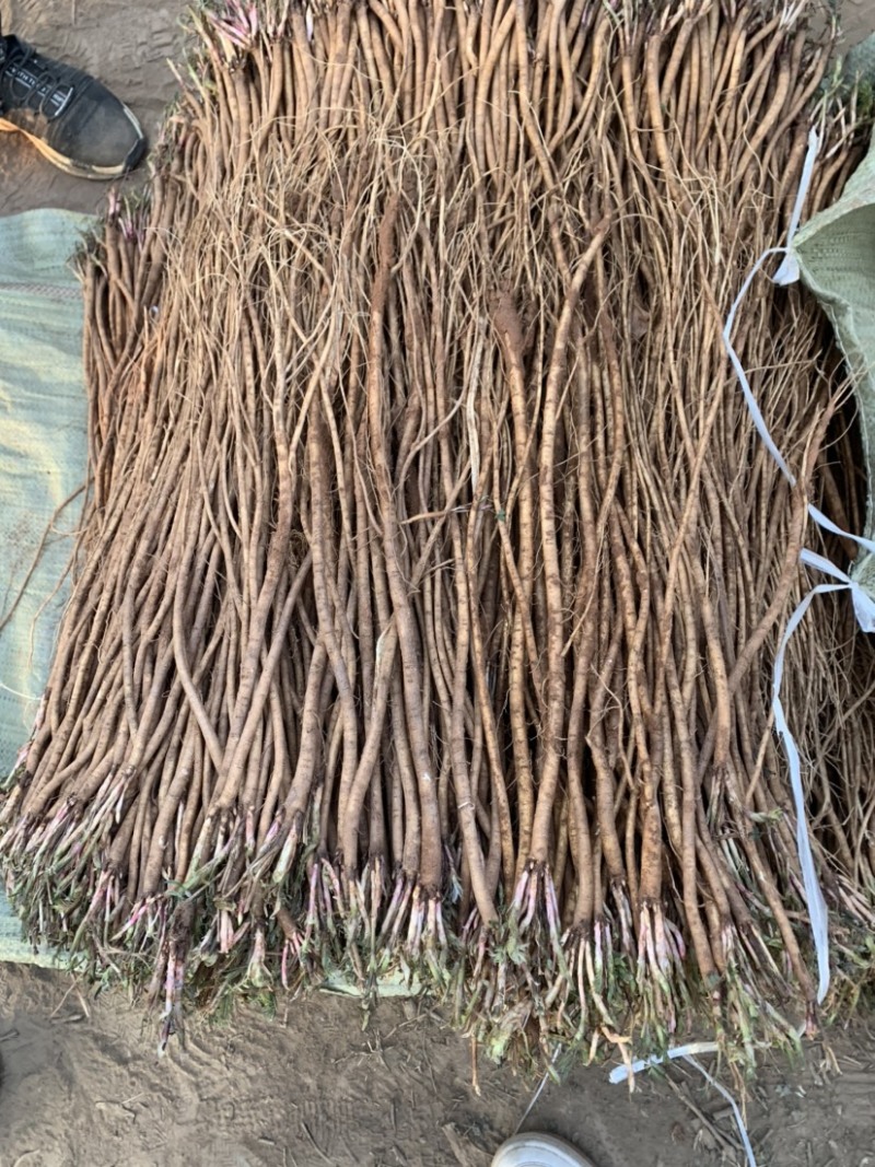 基地直销，精品红芪种苗，包回收，红芪苗子