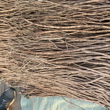 基地直销，精品红芪种苗，包回收，红芪苗子