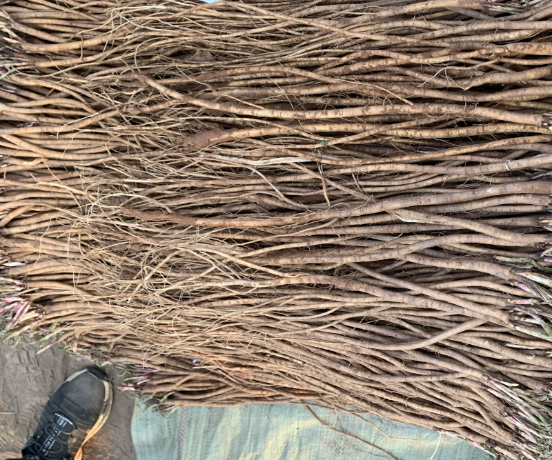 基地直销，精品红芪种苗，包回收，红芪苗子