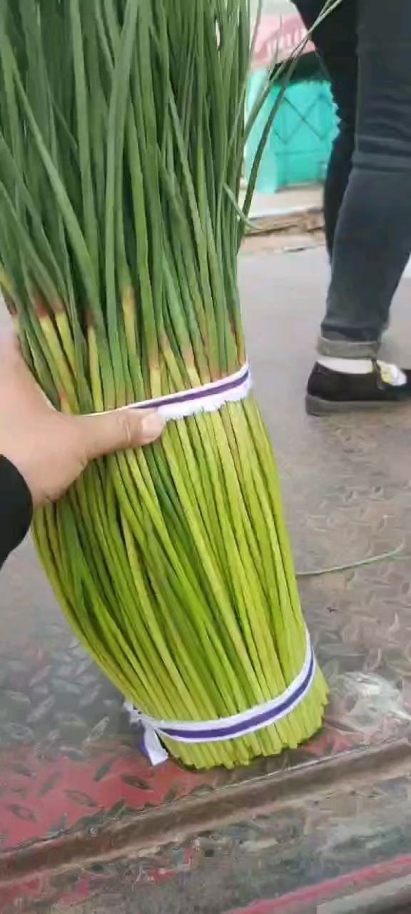 河南红帽蒜薹，货源充足，新鲜上市，欢迎采购！