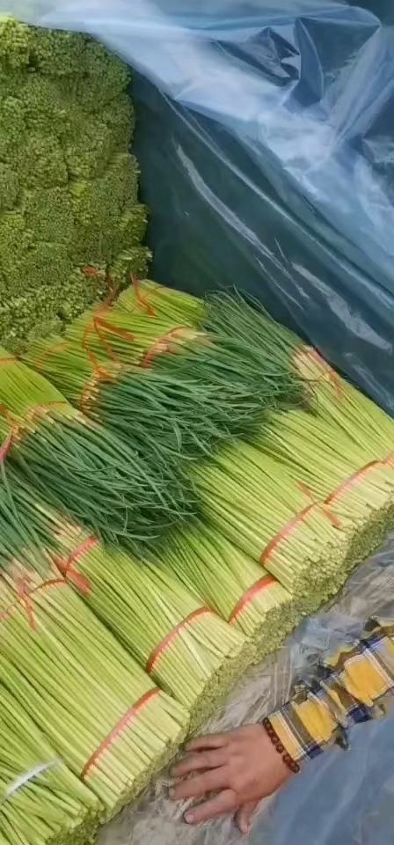河南红帽蒜薹，货源充足，新鲜上市，欢迎采购！