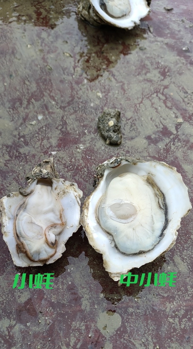 湛江生蚝，原产地，一手货源，常年有货