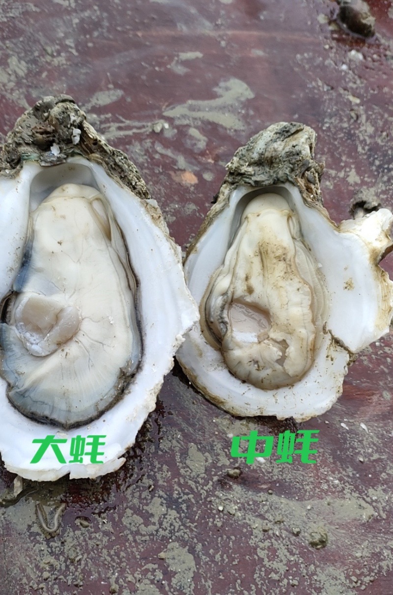 湛江生蚝，原产地，一手货源，常年有货