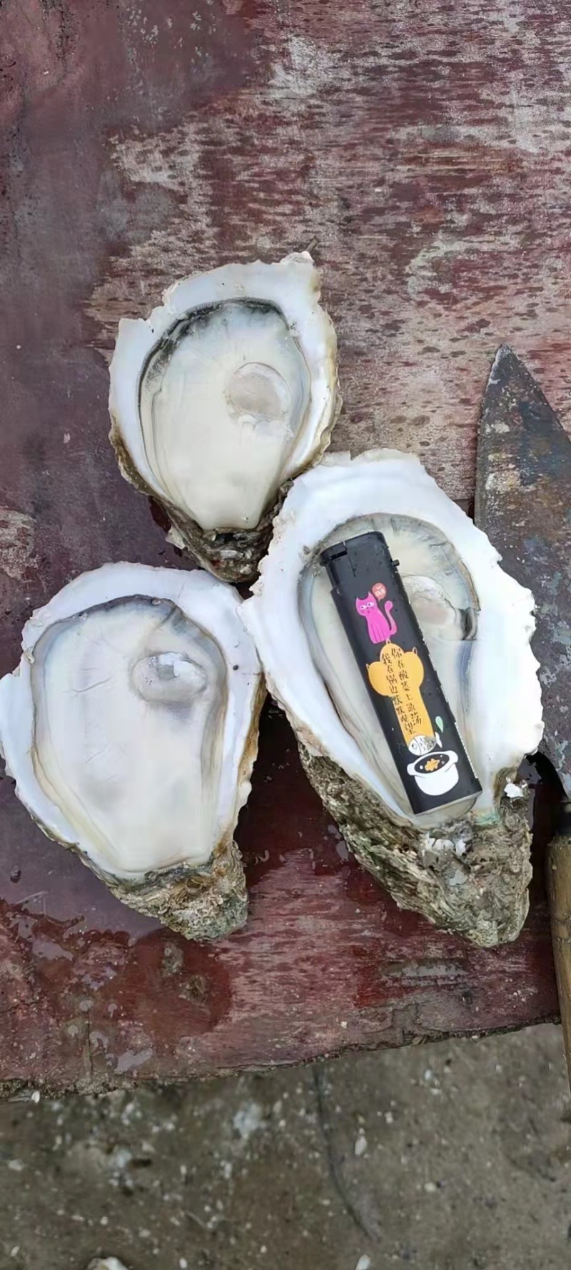 湛江生蚝，原产地，一手货源，常年有货