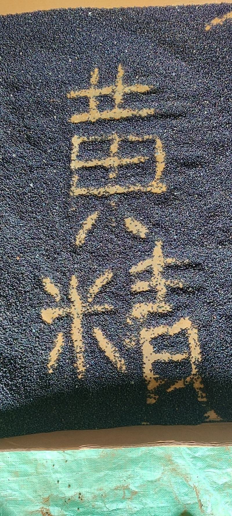 去皮黄精种子，净子姜形老虎姜形种子，甜口老虎姜黄精种子！