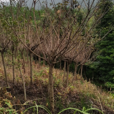 樱花树4公分-10公分规格齐全产地直发现挖现发