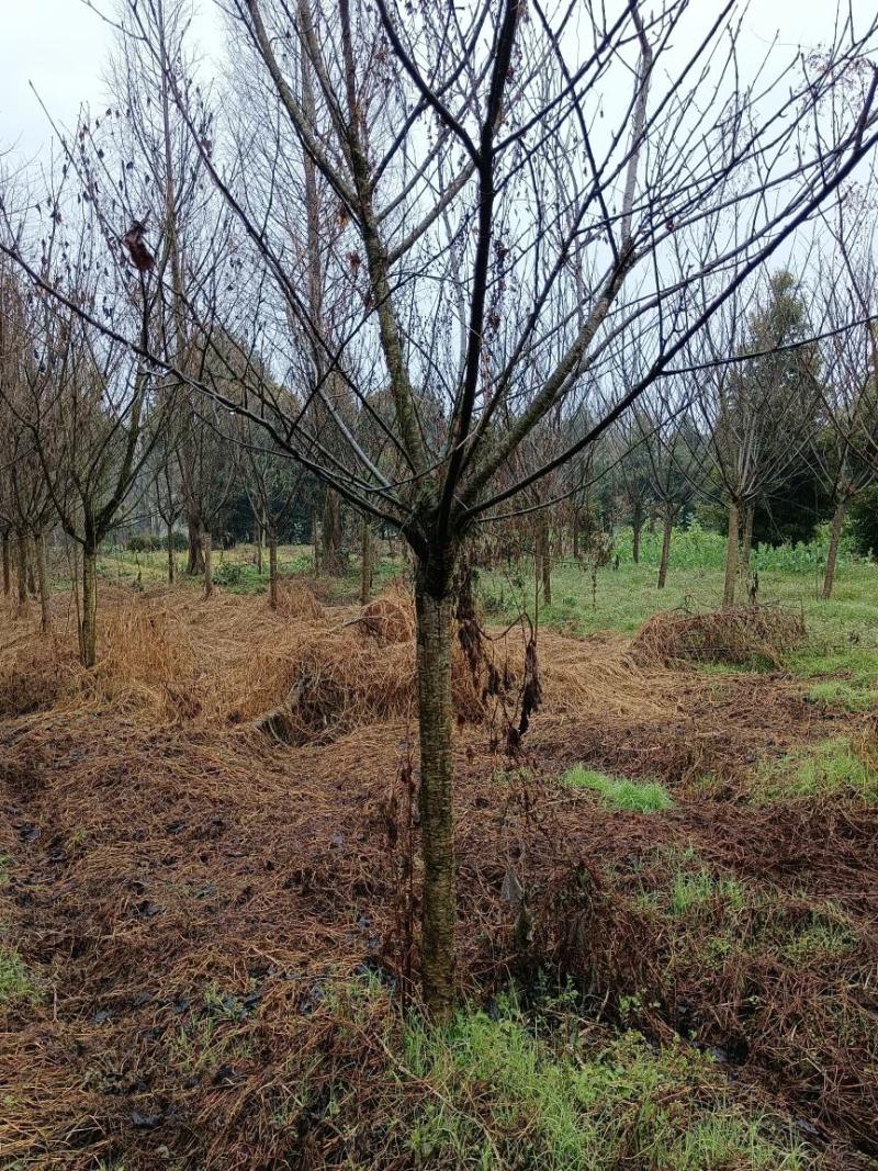 樱花树4公分-10公分规格齐全产地直发现挖现发