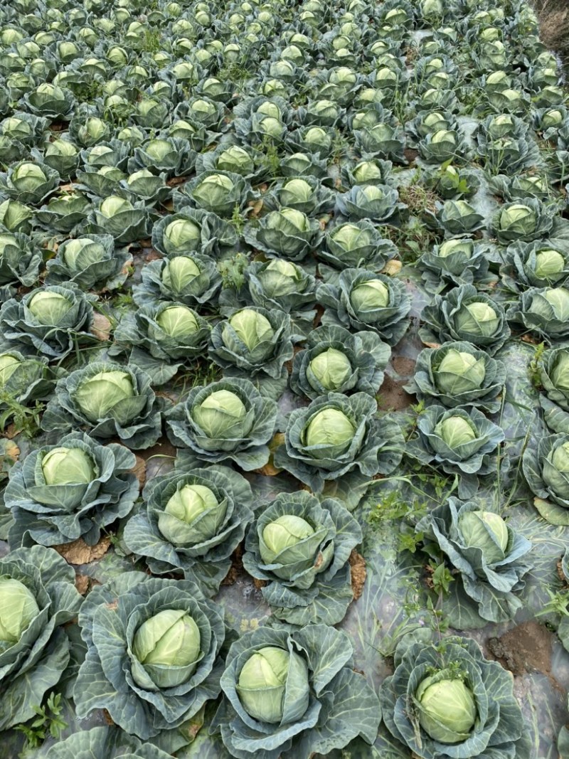 云南陆良小铁头一手货源支持全国各地发货