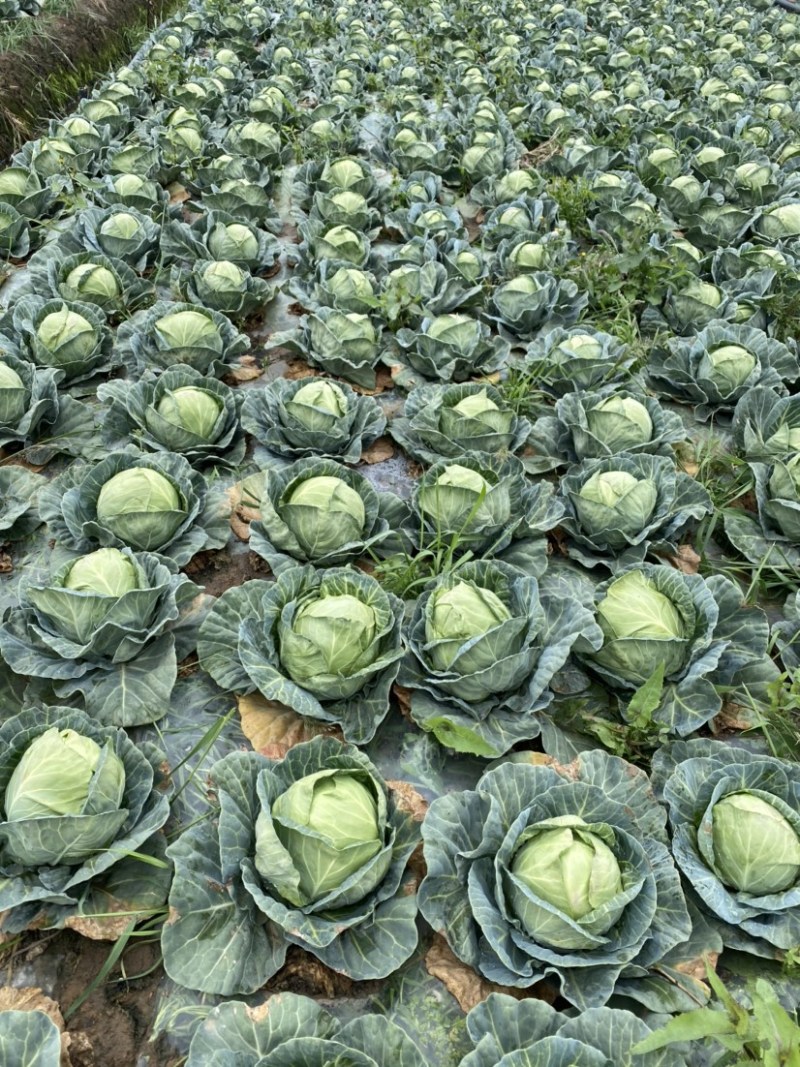 云南陆良小铁头一手货源支持全国各地发货