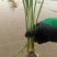 [推荐]水生植物，香蒲，产地直发，货量充足，欢迎采购