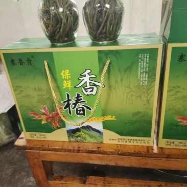 露天香椿