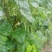 四季豆无筋豆基地直供现采现采新鲜上市