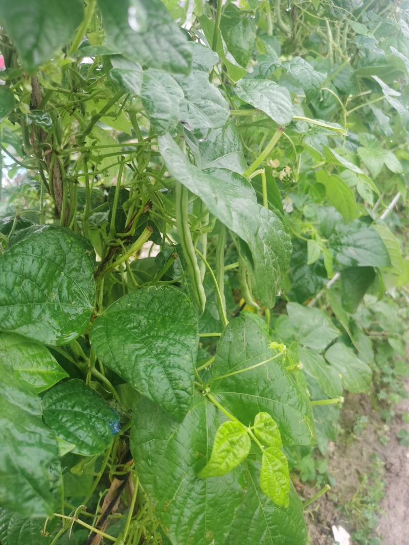 四季豆无筋豆基地直供现采现采新鲜上市