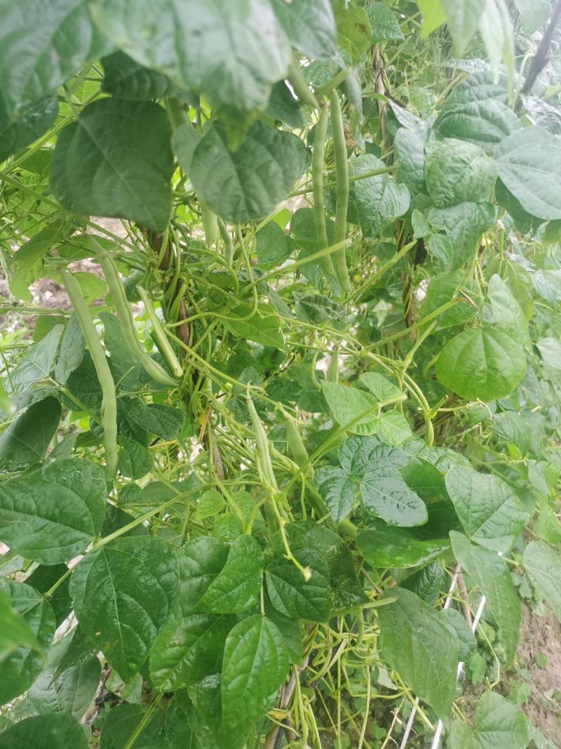 四季豆无筋豆基地直供现采现采新鲜上市