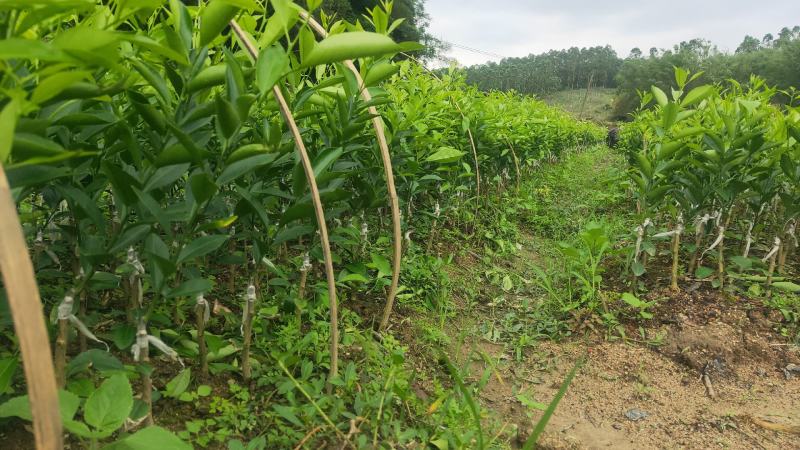 新会柑苗茶枝柑苗陈皮柑苗杯苗柠檬枮嫁接品质保证