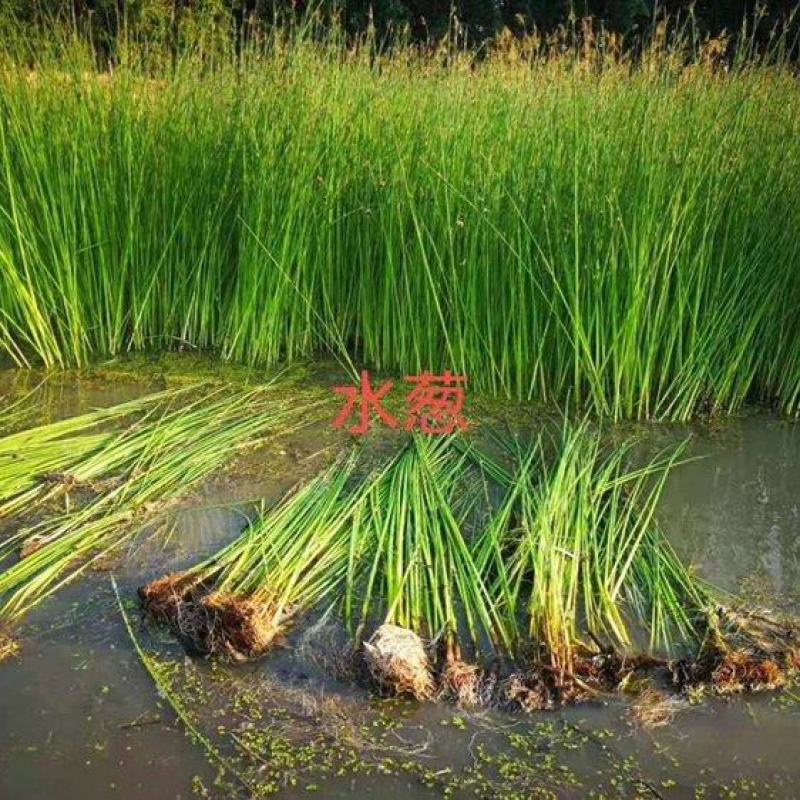 [精选]水生植物，水葱，产地直发货量充足，欢迎采购