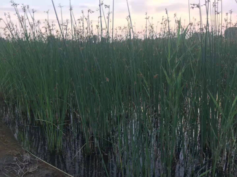 [精选]水生植物，水葱，产地直发货量充足，欢迎采购