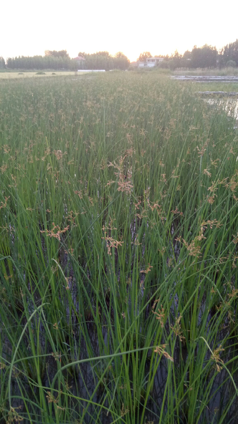 [精选]水生植物，水葱，产地直发货量充足，欢迎采购