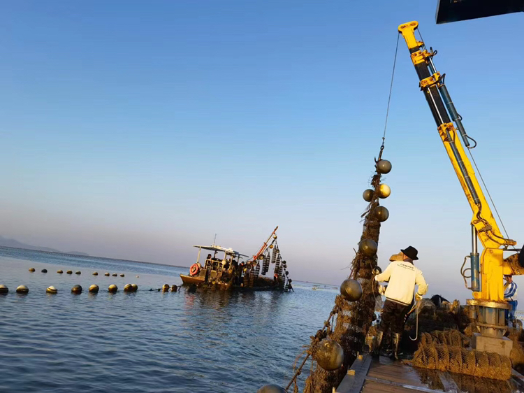 生蚝养殖场景