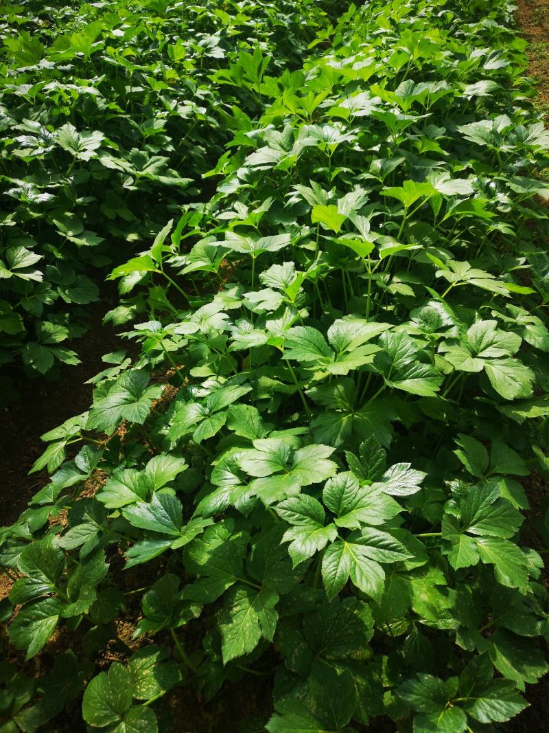 明日叶苗咸草小苗八丈草种苗山东日照产量大优惠