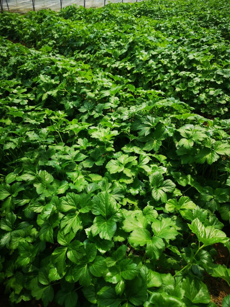 明日叶苗咸草小苗八丈草种苗山东日照产量大优惠