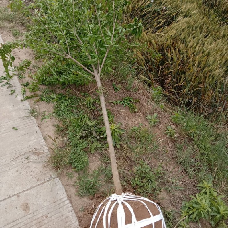 五公分花石榴树出售