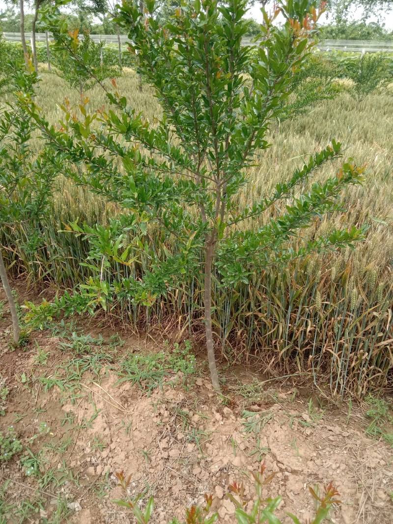 五公分花石榴树出售