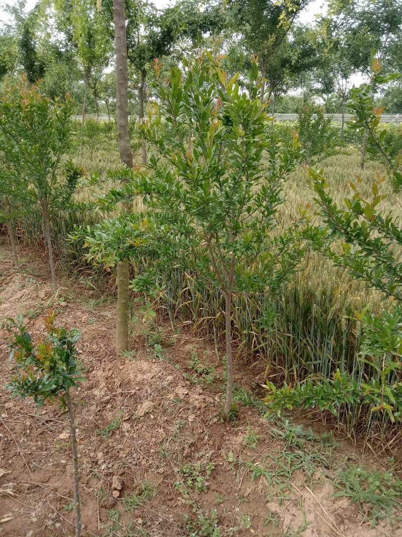五公分花石榴树出售