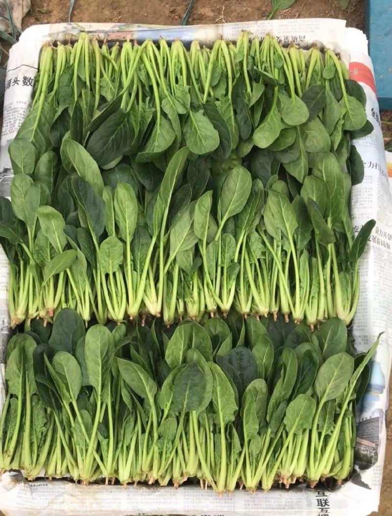 【热销】河南滑县菠菜一手货源全国代发欢迎来电咨询